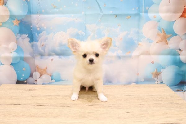 愛知県のチワワ(ロング) (ペットショッププチマリア 一宮イオンモール木曽川キリオ店/2026年5月4日生まれ/男の子/クリームホワイト)の子犬の2枚目の画像
