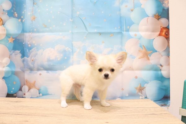 愛知県のチワワ(ロング) (ペットショッププチマリア 一宮イオンモール木曽川キリオ店/2026年5月4日生まれ/男の子/クリームホワイト)の子犬の4枚目の画像