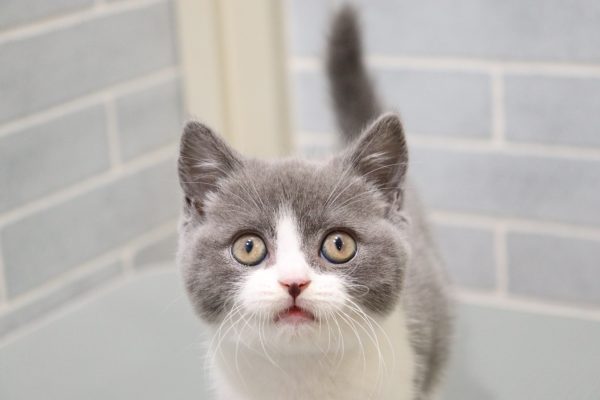 ブリティッシュ