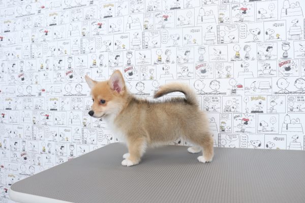 三重県のポメコーギー(ポメラニアン×コーギー) (ペットショッププチマリア　イオンタウン松阪船江店/2026年6月2日生まれ/男の子/セーブル)の子犬の2枚目の画像