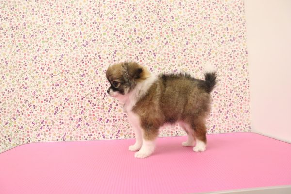 愛知県のチワワ(ロング) (ペットショッププチマリア イオンタウン弥富店/2026年6月5日生まれ/女の子/レッドホワイト)の子犬の2枚目の画像