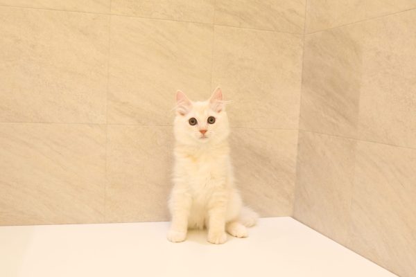 岐阜県のマンチカン (ペットショッププチマリア 大垣イオンモール店/2026年5月6日生まれ/男の子/クリームタビーホワイト)の子猫の2枚目の画像