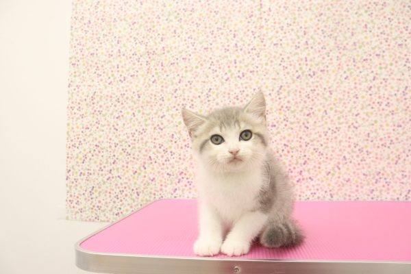 愛知県のブリティッシュショートヘアー (ペットショッププチマリア イオンタウン弥富店/2026年6月7日生まれ/男の子/ブルータビーホワイト)の子猫の4枚目の画像