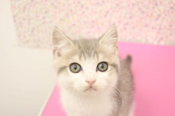 愛知県のブリティッシュショートヘアー (ペットショッププチマリア イオンタウン弥富店/2026年6月7日生まれ/男の子/ブルータビーホワイト)の子猫の1枚目の画像