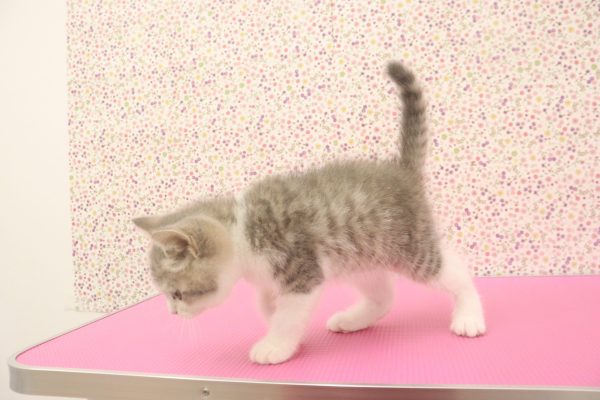 愛知県のブリティッシュショートヘアー (ペットショッププチマリア イオンタウン弥富店/2026年6月7日生まれ/男の子/ブルータビーホワイト)の子猫の3枚目の画像