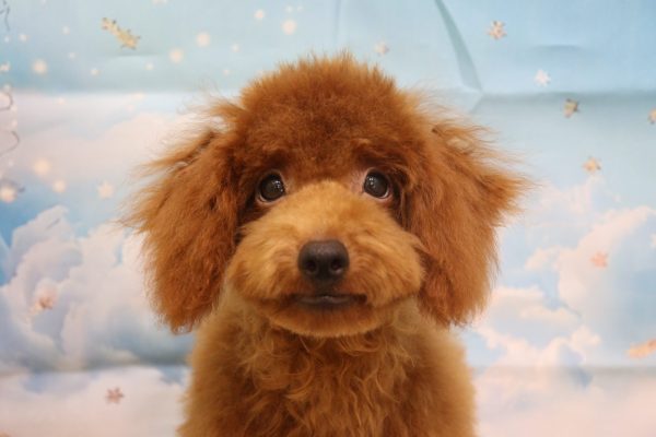 愛知県のトイプードル(トイ) (ペットショッププチマリア 一宮イオンモール木曽川キリオ店/2026年3月24日生まれ/男の子/レッドフォーン)の子犬の1枚目の画像