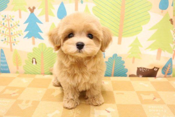 東京都のマルプー(マルチーズ×プードル) (ペットショッププチマリア 東久留米店/2026年6月10日生まれ/女の子/アプリコット)の子犬の2枚目の画像