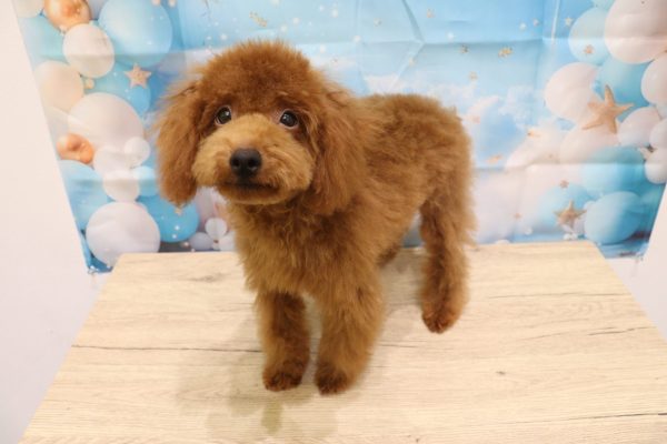 愛知県のトイプードル(トイ) (ペットショッププチマリア 一宮イオンモール木曽川キリオ店/2026年3月24日生まれ/男の子/レッドフォーン)の子犬の3枚目の画像