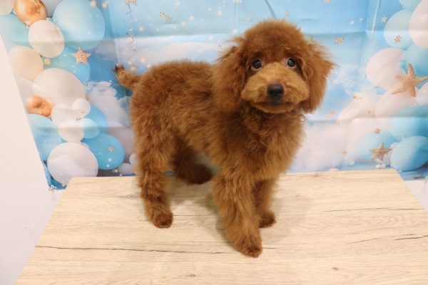 愛知県のトイプードル(トイ) (ペットショッププチマリア 一宮イオンモール木曽川キリオ店/2026年3月24日生まれ/男の子/レッドフォーン)の子犬の4枚目の画像