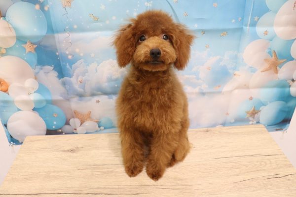 愛知県のトイプードル(トイ) (ペットショッププチマリア 一宮イオンモール木曽川キリオ店/2026年3月24日生まれ/男の子/レッドフォーン)の子犬の2枚目の画像
