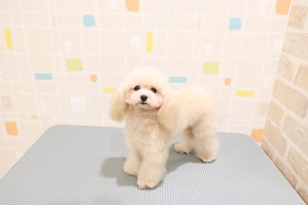 岐阜県のトイプードル(ティーカップ) (ペットショッププチマリア 岐阜羽島店/2026年1月21日生まれ/男の子/オレンジフォーン)の子犬の3枚目の画像