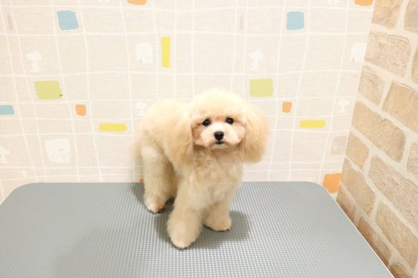 岐阜県のトイプードル(ティーカップ) (ペットショッププチマリア 岐阜羽島店/2026年1月21日生まれ/男の子/オレンジフォーン)の子犬の2枚目の画像