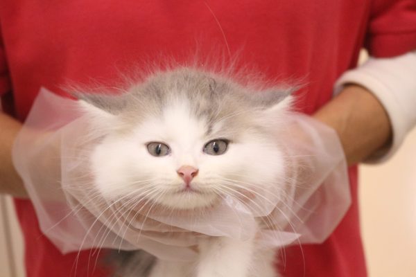マンチカン