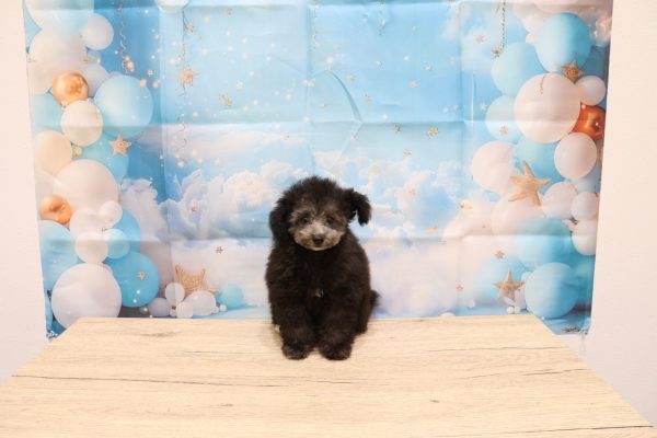 愛知県のトイプードル(トイ) (ペットショッププチマリア 一宮イオンモール木曽川キリオ店/2026年5月12日生まれ/女の子/グレー)の子犬の2枚目の画像