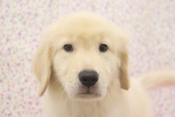 愛知県のゴールデンレトリバー (ペットショッププチマリア イオンタウン弥富店/2026年6月11日生まれ/女の子/ゴールデンカラー)の子犬の1枚目の画像
