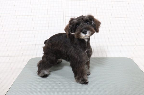 岐阜県のミニチュアシュナウザー (ペットショッププチマリア 岐阜羽島店/2026年4月18日生まれ/男の子/ブラックシルバー)の子犬の2枚目の画像