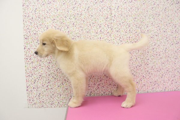 愛知県のゴールデンレトリバー (ペットショッププチマリア イオンタウン弥富店/2026年6月11日生まれ/女の子/ゴールデンカラー)の子犬の4枚目の画像