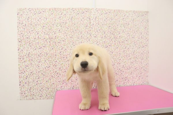 愛知県のゴールデンレトリバー (ペットショッププチマリア イオンタウン弥富店/2026年6月11日生まれ/女の子/ゴールデンカラー)の子犬の3枚目の画像