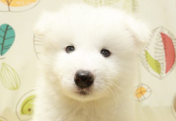 サモエド