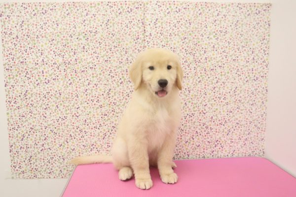 愛知県のゴールデンレトリバー (ペットショッププチマリア イオンタウン弥富店/2026年6月11日生まれ/女の子/ゴールデンカラー)の子犬の2枚目の画像