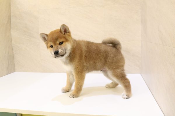 岐阜県の柴犬(標準サイズ) (ペットショッププチマリア 大垣イオンモール店/2026年6月10日生まれ/男の子/赤)の子犬の3枚目の画像