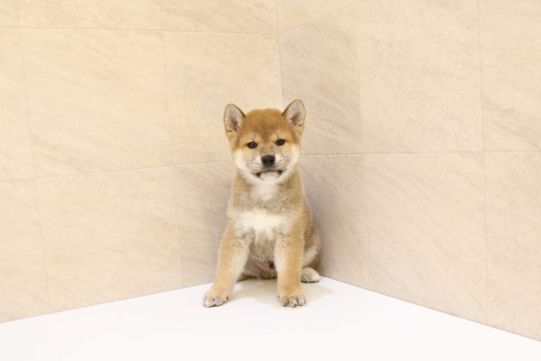岐阜県の柴犬(標準サイズ) (ペットショッププチマリア 大垣イオンモール店/2026年6月10日生まれ/男の子/赤)の子犬の2枚目の画像