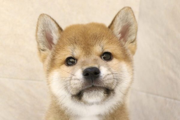 岐阜県の柴犬(標準サイズ) (ペットショッププチマリア 大垣イオンモール店/2026年6月10日生まれ/男の子/赤)の子犬の1枚目の画像