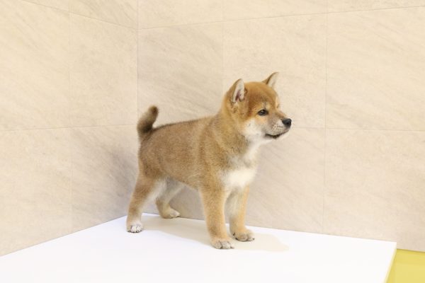 岐阜県の柴犬(標準サイズ) (ペットショッププチマリア 大垣イオンモール店/2026年6月10日生まれ/男の子/赤)の子犬の4枚目の画像