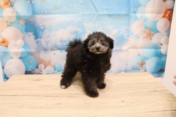 愛知県のトイプードル(トイ) (ペットショッププチマリア 一宮イオンモール木曽川キリオ店/2026年5月12日生まれ/女の子/グレー)の子犬の4枚目の画像