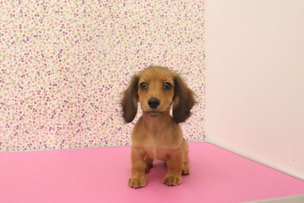 愛知県のミニチュアダックスフンド(ロング) (ペットショッププチマリア イオンタウン弥富店/2026年6月11日生まれ/女の子/レッド)の子犬の2枚目の画像