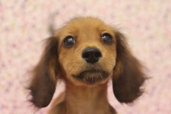 ミニチュアダックスフンド