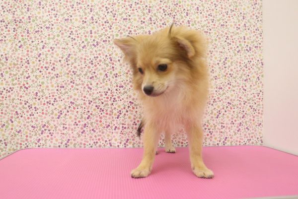 愛知県のポメチワ/チワポメ/ポメチー(ポメラニアン×チワワ) (ペットショッププチマリア イオンタウン弥富店/2026年4月1日生まれ/女の子/レッド)の子犬の3枚目の画像