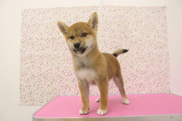 愛知県の柴犬(標準サイズ) (ペットショッププチマリア イオンタウン弥富店/2026年5月17日生まれ/男の子/赤)の子犬の4枚目の画像