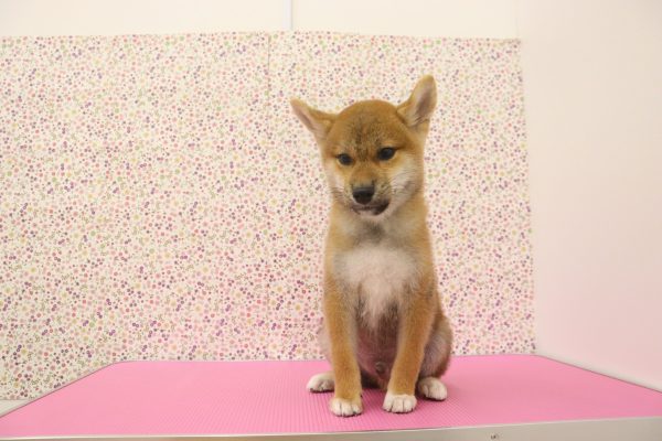 愛知県の柴犬(標準サイズ) (ペットショッププチマリア イオンタウン弥富店/2026年5月17日生まれ/男の子/赤)の子犬の2枚目の画像