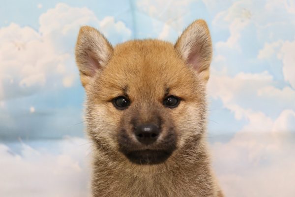 愛知県の柴犬(標準サイズ) (ペットショッププチマリア 一宮イオンモール木曽川キリオ店/2026年6月7日生まれ/男の子/赤)の子犬の1枚目の画像