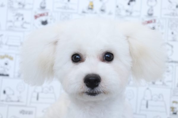三重県のビションフリーゼ (ペットショッププチマリア　イオンタウン松阪船江店/2026年3月21日生まれ/男の子/ホワイト)の子犬の1枚目の画像