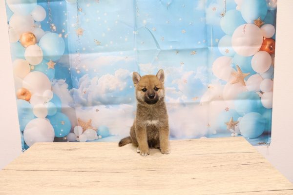 愛知県の柴犬(標準サイズ) (ペットショッププチマリア 一宮イオンモール木曽川キリオ店/2026年6月7日生まれ/男の子/赤)の子犬の2枚目の画像