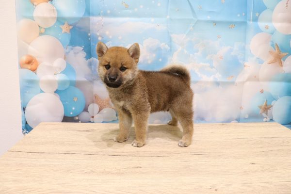 愛知県の柴犬(標準サイズ) (ペットショッププチマリア 一宮イオンモール木曽川キリオ店/2026年6月7日生まれ/男の子/赤)の子犬の3枚目の画像