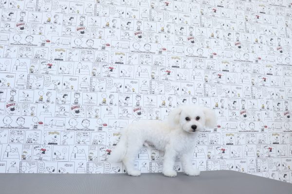 三重県のビションフリーゼ (ペットショッププチマリア　イオンタウン松阪船江店/2026年3月21日生まれ/男の子/ホワイト)の子犬の3枚目の画像