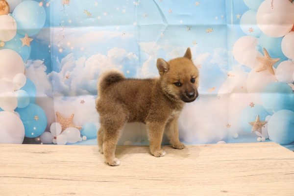 愛知県の柴犬(標準サイズ) (ペットショッププチマリア 一宮イオンモール木曽川キリオ店/2026年6月7日生まれ/男の子/赤)の子犬の4枚目の画像