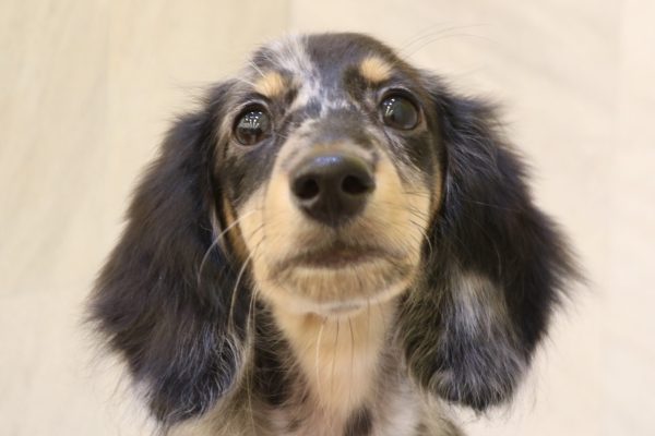 岐阜県のミニチュアダックスフンド(ロング) (ペットショッププチマリア 大垣イオンモール店/2026年4月20日生まれ/男の子/シルバーダップル)の子犬の1枚目の画像