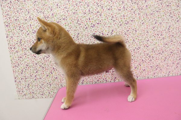 愛知県の柴犬(標準サイズ) (ペットショッププチマリア イオンタウン弥富店/2026年5月17日生まれ/男の子/赤)の子犬の3枚目の画像
