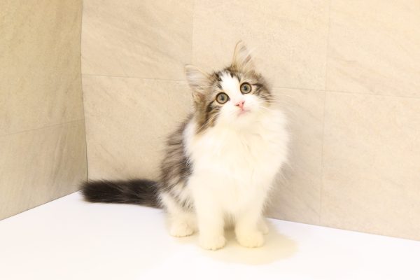 岐阜県のノルウェージャンフォレストキャット (ペットショッププチマリア 大垣イオンモール店/2026年5月20日生まれ/男の子/ブラックタビーホワイト)の子猫の2枚目の画像