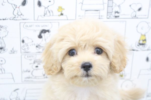 ミックス（ハーフ犬）