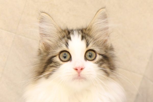 岐阜県のノルウェージャンフォレストキャット (ペットショッププチマリア 大垣イオンモール店/2026年5月20日生まれ/男の子/ブラックタビーホワイト)の子猫の1枚目の画像