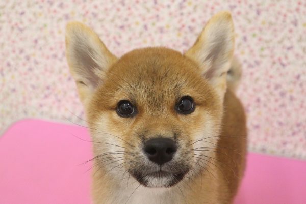 愛知県の柴犬(標準サイズ) (ペットショッププチマリア イオンタウン弥富店/2026年5月17日生まれ/男の子/赤)の子犬の1枚目の画像