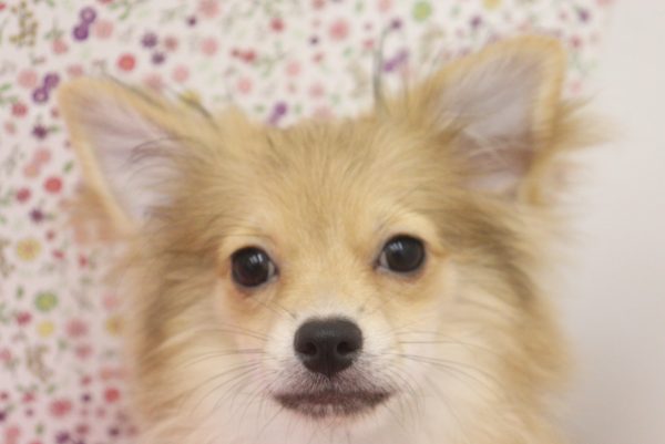 愛知県のポメチワ/チワポメ/ポメチー(ポメラニアン×チワワ) (ペットショッププチマリア イオンタウン弥富店/2026年4月1日生まれ/女の子/レッド)の子犬の1枚目の画像