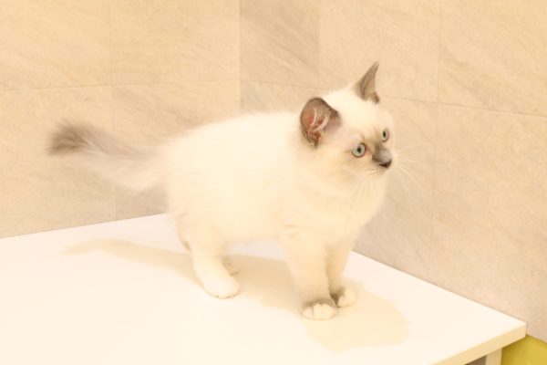 岐阜県のラグドール (ペットショッププチマリア 大垣イオンモール店/2026年5月15日生まれ/女の子/ブルーポイントミテッド)の子猫の4枚目の画像