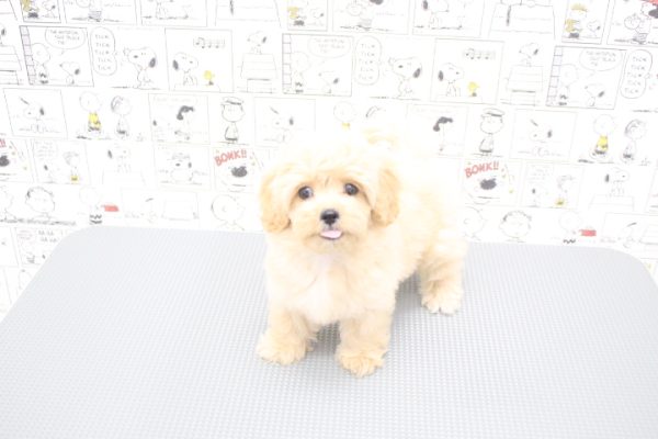 岐阜県のペキプー(ペキニーズ×プードル) (ペットショッププチマリア 岐阜大垣垂井店/2026年6月2日生まれ/女の子/クリーム)の子犬の4枚目の画像