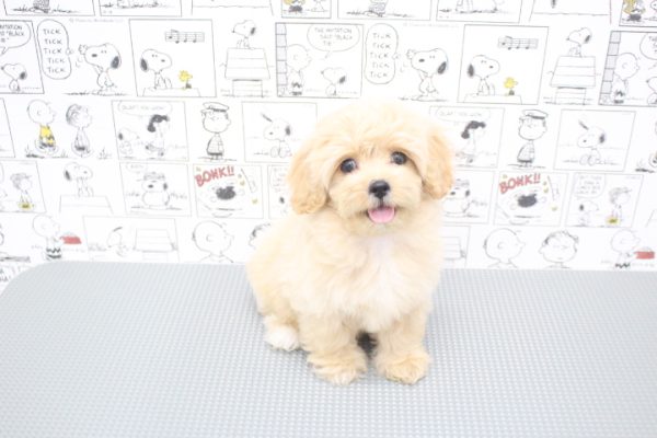 岐阜県のペキプー(ペキニーズ×プードル) (ペットショッププチマリア 岐阜大垣垂井店/2026年6月2日生まれ/女の子/クリーム)の子犬の2枚目の画像
